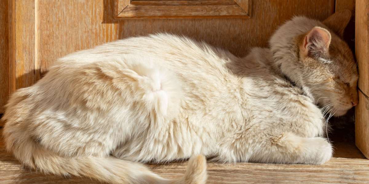 Image of a cat pressing its head against a wall