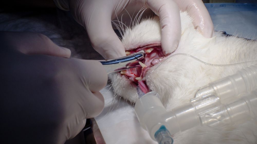 Photo capturing a cat undergoing tooth extraction under anesthesia