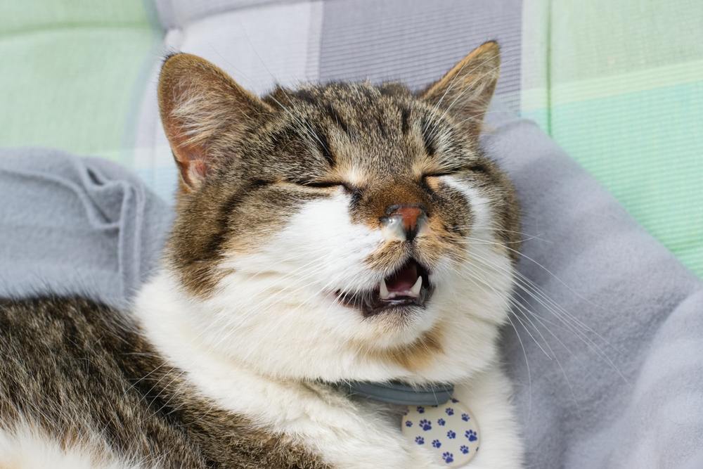Image of a cat exhibiting heavy breathing or panting