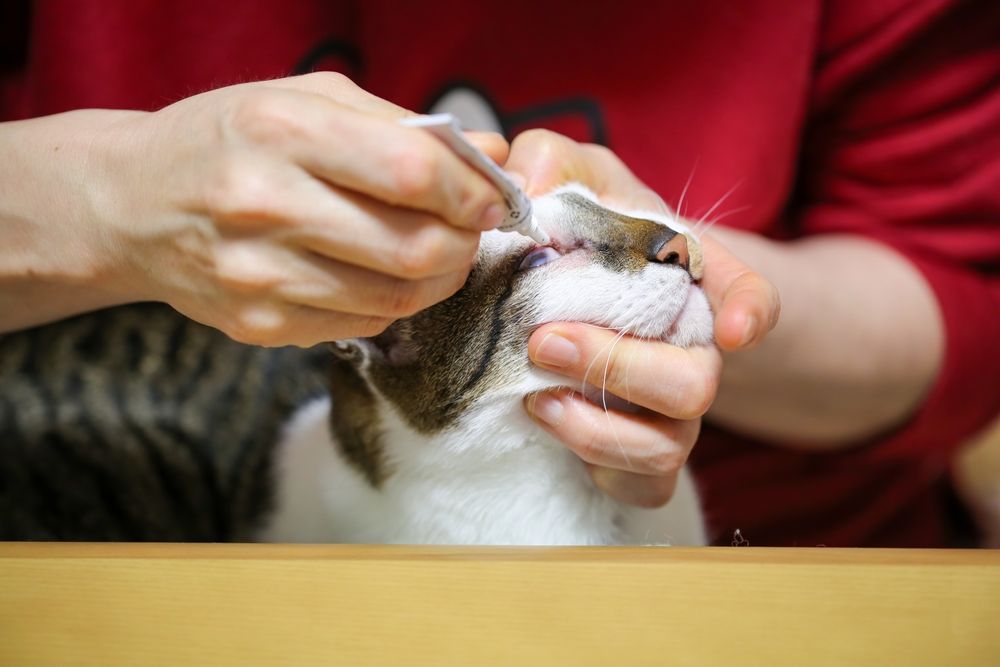 Terramycin for Cats: Cat owner applying eye ointment to their cat