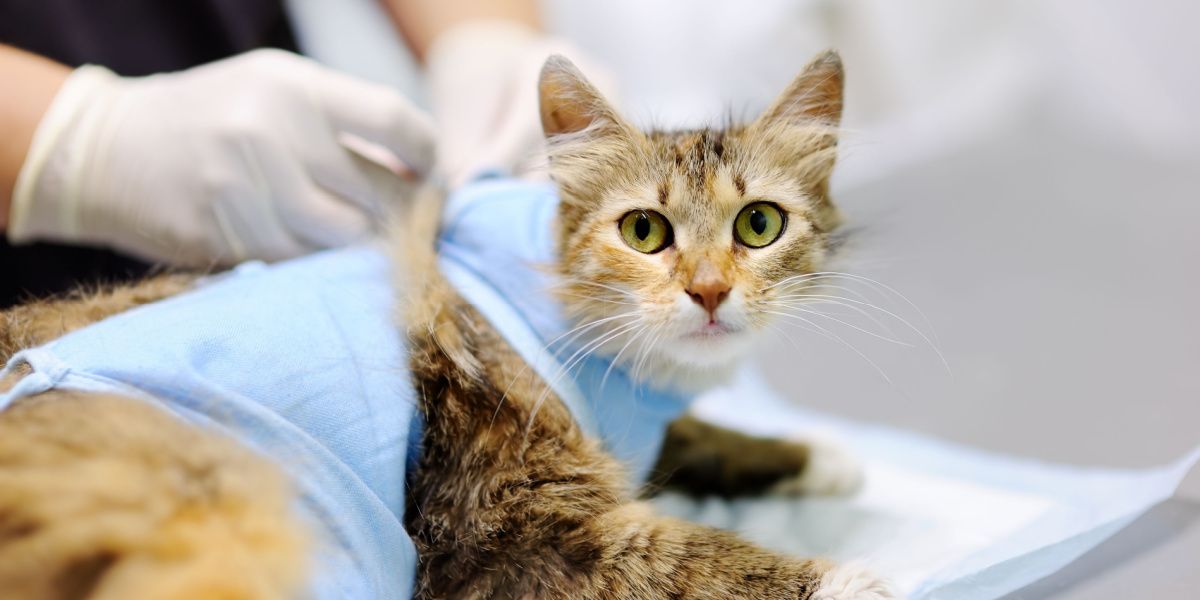 cirugia de esterilizacion de gatos