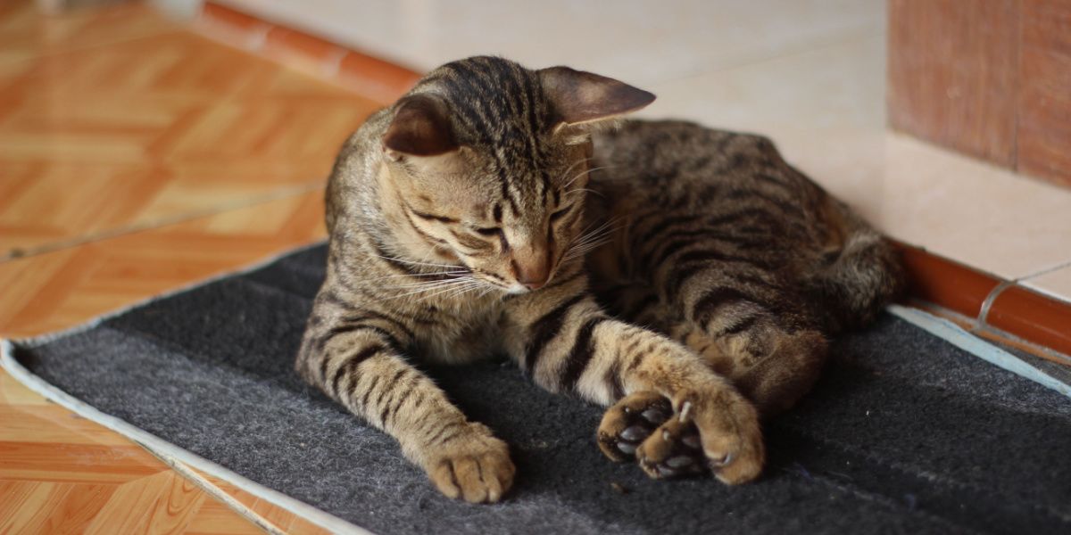 Cat with arthritis comfortably resting on a doormat