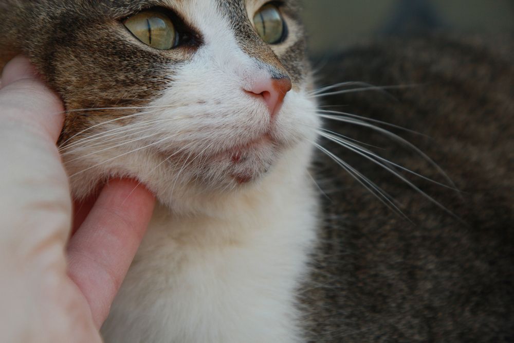 Cat with visible acne on its chin