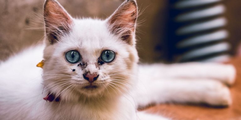 When Were Cats Domesticated? A Brief History