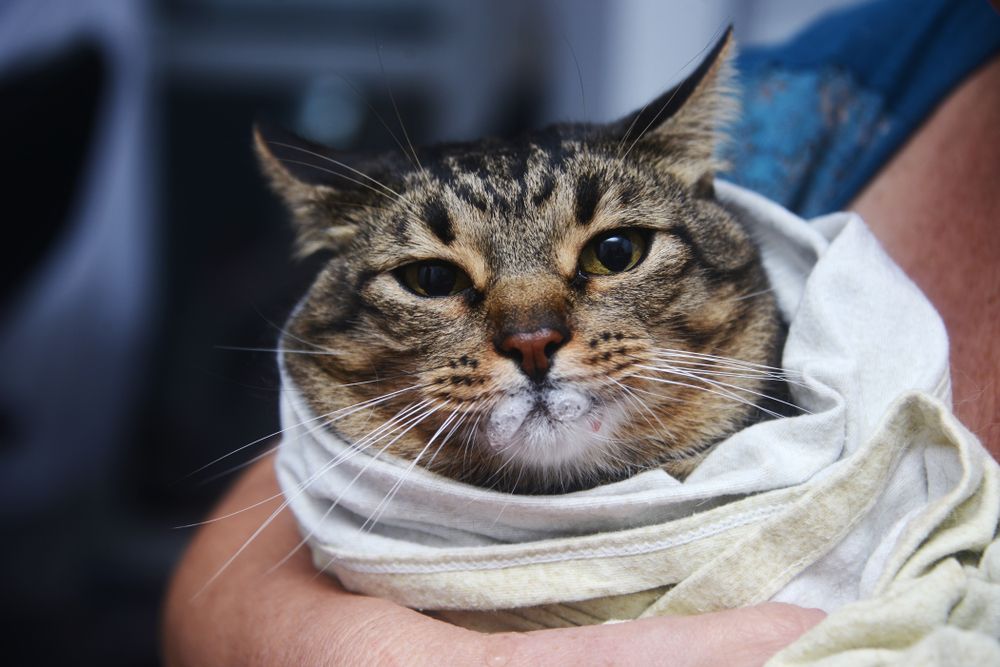 Cat wrapped snugly in a towel in preparation for the administration of liquid medicine