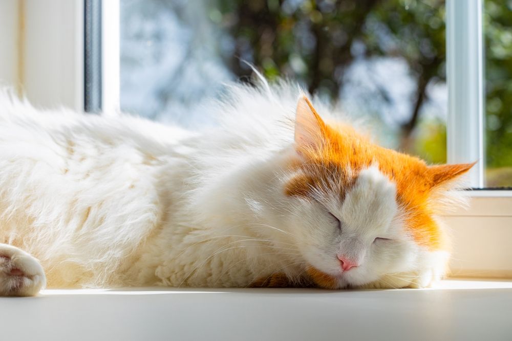 Domestic cat peacefully asleep on the windowsill, immersed in a serene slumber while framed by natural light