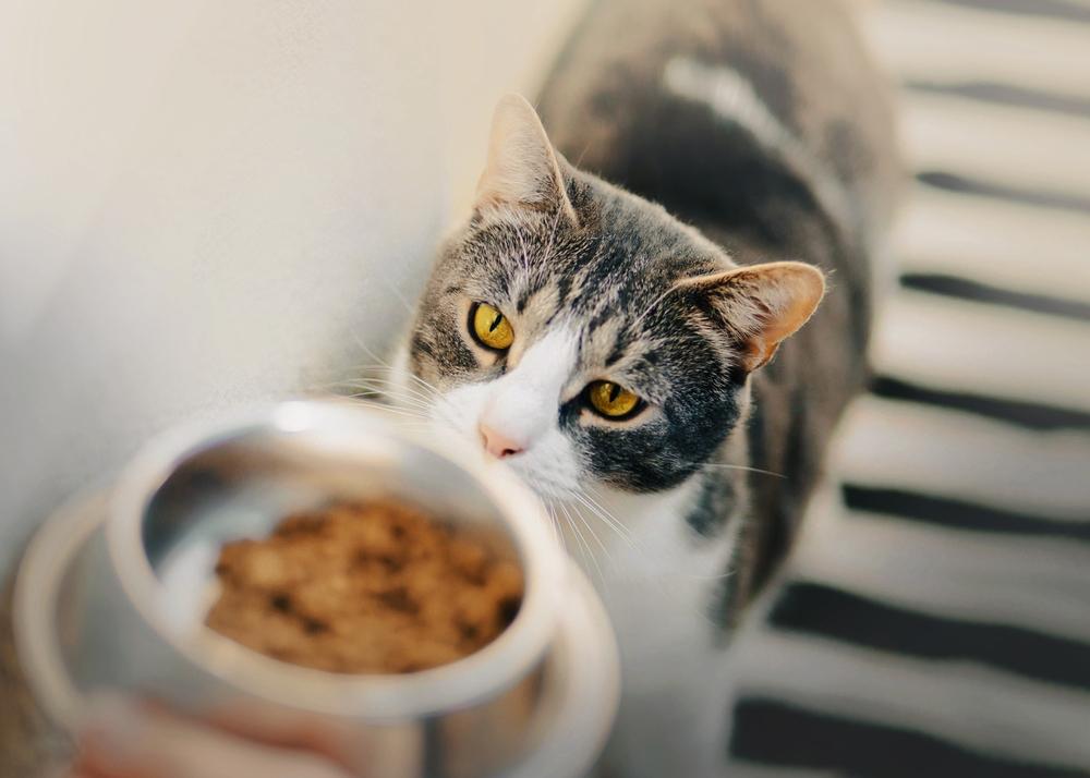 Orbax for Cats: Domestic cat with captivating yellow eyes fixates on a bowl of food