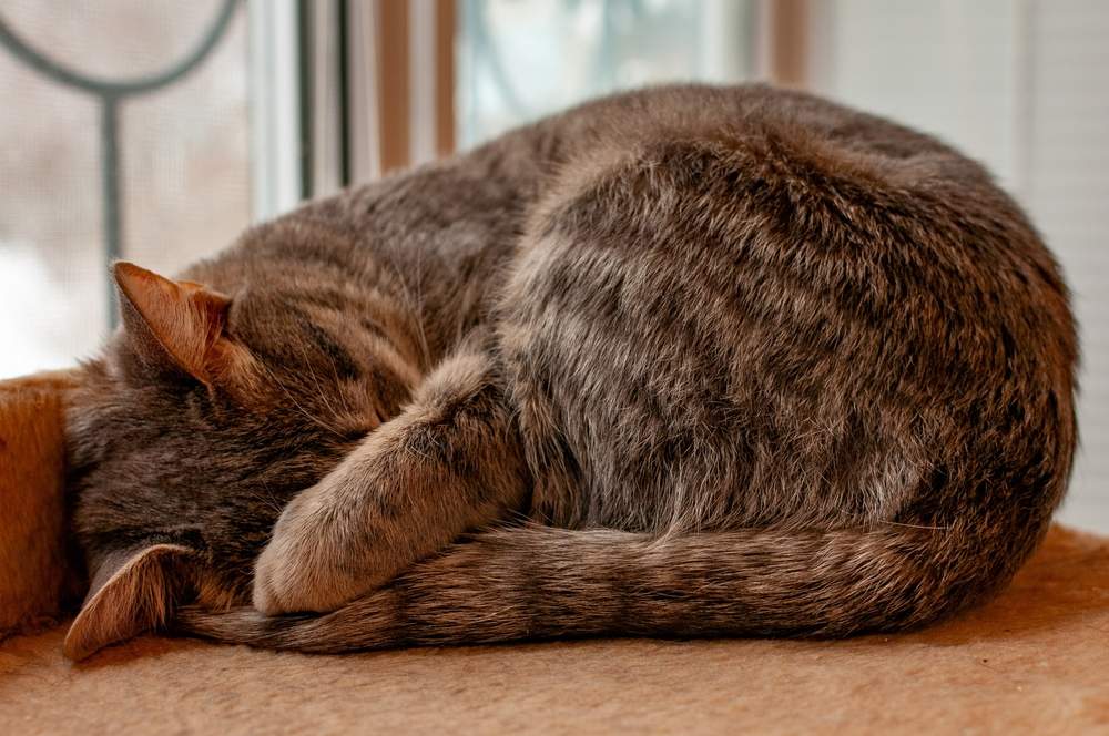 gray striped cat sleeps with her muzzle covered by a paw