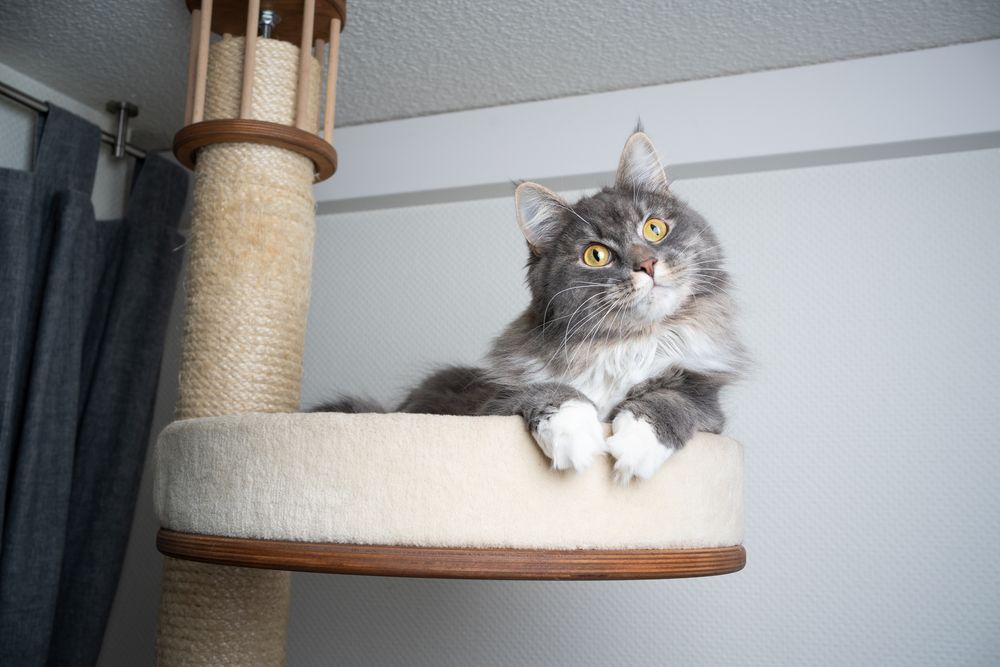 Gray white Maine Coon longhair cat resting atop a scratching post, tilting its head in a charming pose