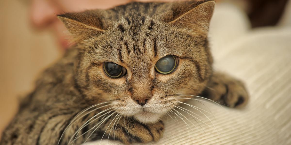 Half-blind cat, exemplifying the resilience and adaptability of cats in the face of challenges.