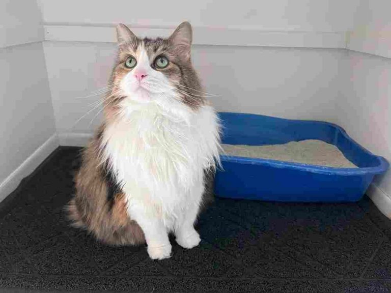 Why Doesn’t My Cat Cover Her Poop? Top 6 Causes Explained