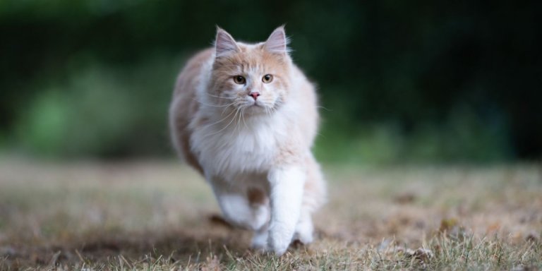 Vestibular Disease in Cats: Causes, Symptoms & Treatment