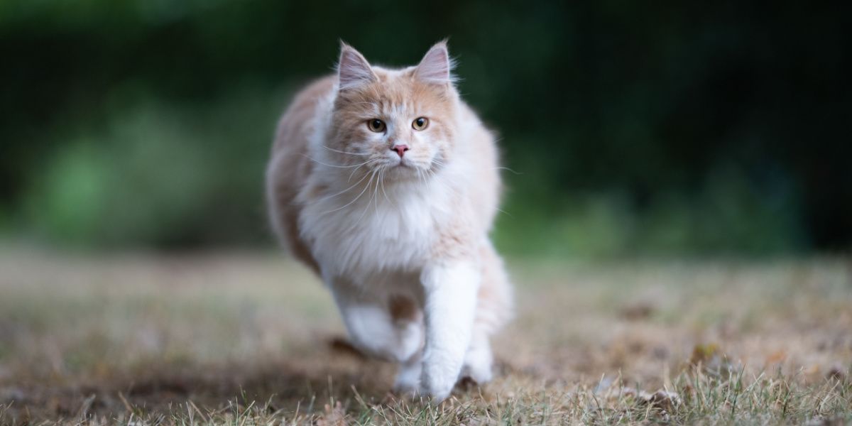 Active Maine Coon cat on the move, strolling through a garden with an air of curiosity and exploration