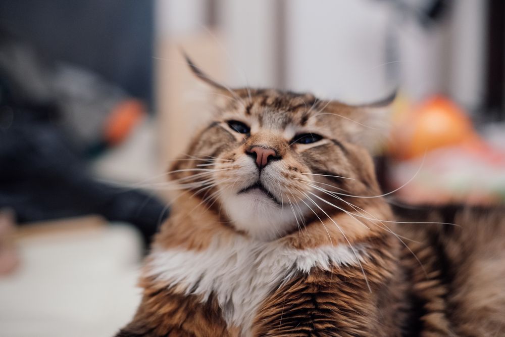 maine coon flattened his ears