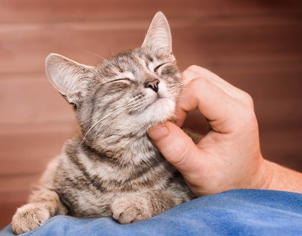 Image of male hands gently stroking a domestic cat