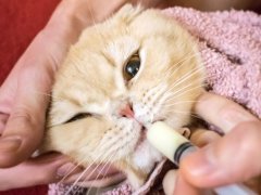 Man's hand gently administering medicine to a Scottish cat wrapped in a towel using a syringe