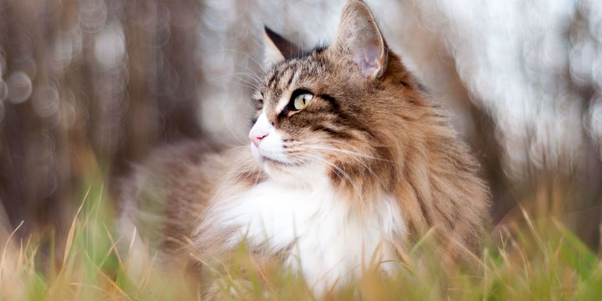 Long-haired tabby cat sitting in the grass