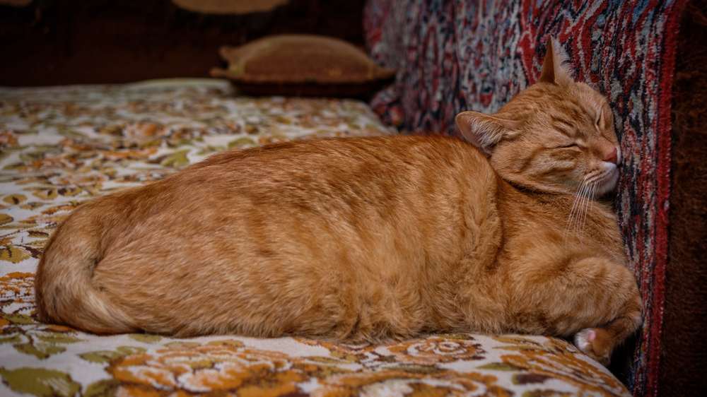 Orange cat sleeping while pressing its head against a wall