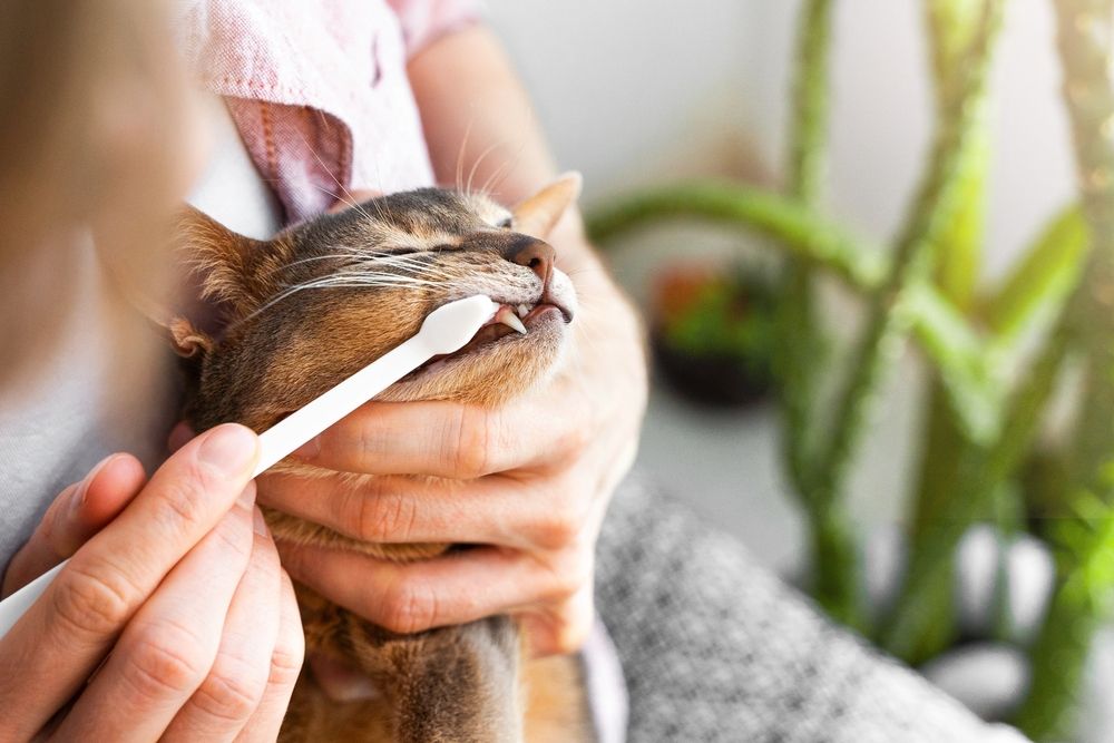 Image of an owner brushing the teeth of an Abyssinian cat