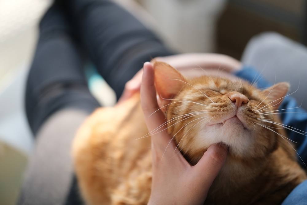 owner's hand tickle brown tabby cat