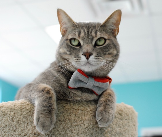 A charming cat wearing a bow tie adorned with a patriotic design