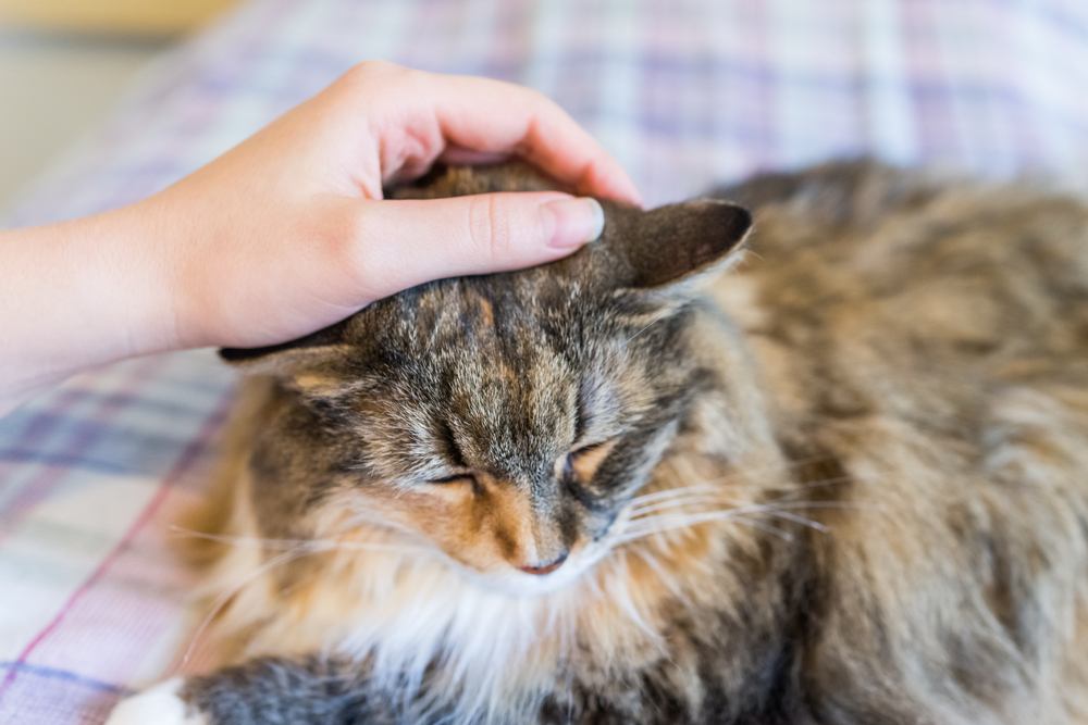 petting maine coon cat on bed