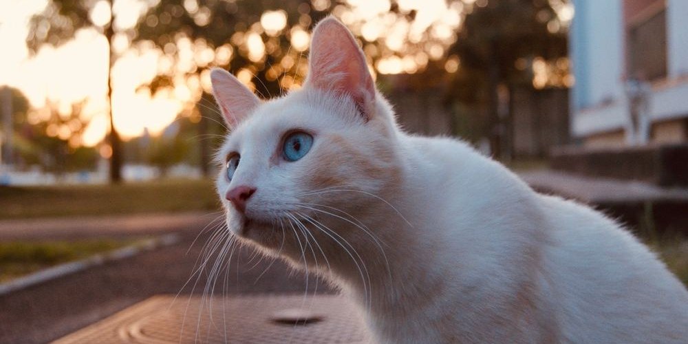 pretty cat with blue eyes who looks at a bird far
