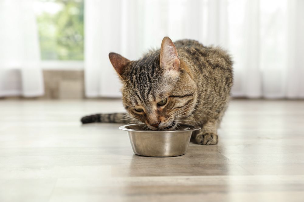 Gato atigrado disfrutando de delicias para gatos en el suelo interior,