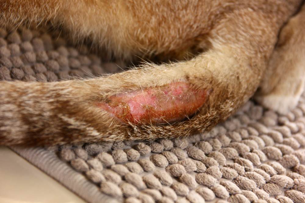 Image of a lesion on the tail of a brown cat