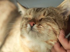 tickling cat
