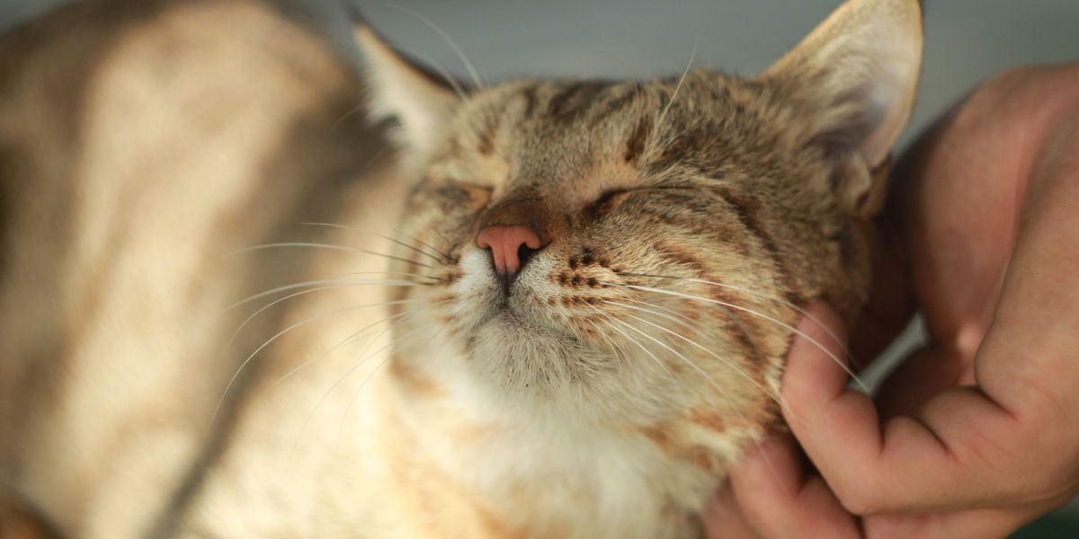 tickling cat