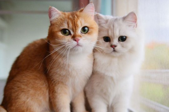 When Were Cats Domesticated? A Brief History
