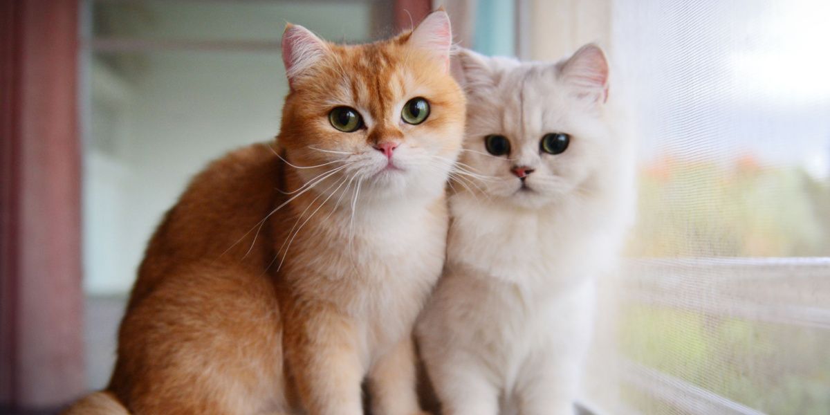 Image featuring two domesticated cats reminiscent of Garfield, positioned near a window