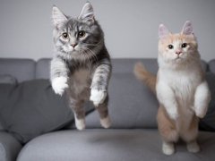 two maine coon kittens jumping