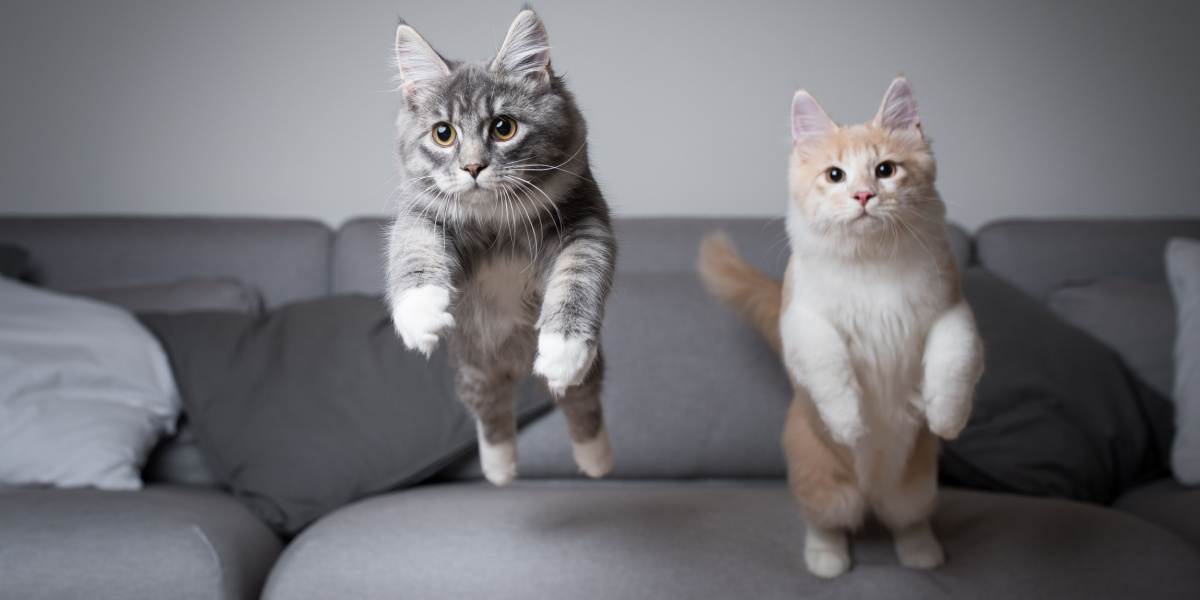 Two maine coon kittens making a big leap off a couch.