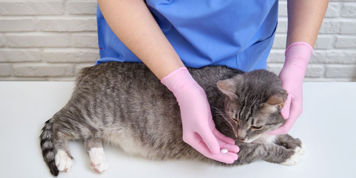Veterinario administrando pastillas orales a un gato