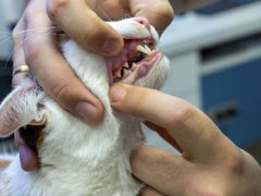 Image of a veterinarian conducting an oral cavity examination of a cat