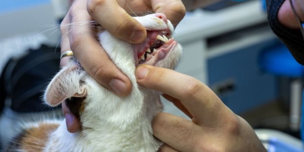 Tooth Resorption in Cats: Causes, Symptoms, & Treatment - Cats.com - Catnip For Kittens To Reduce Tooth Resorption