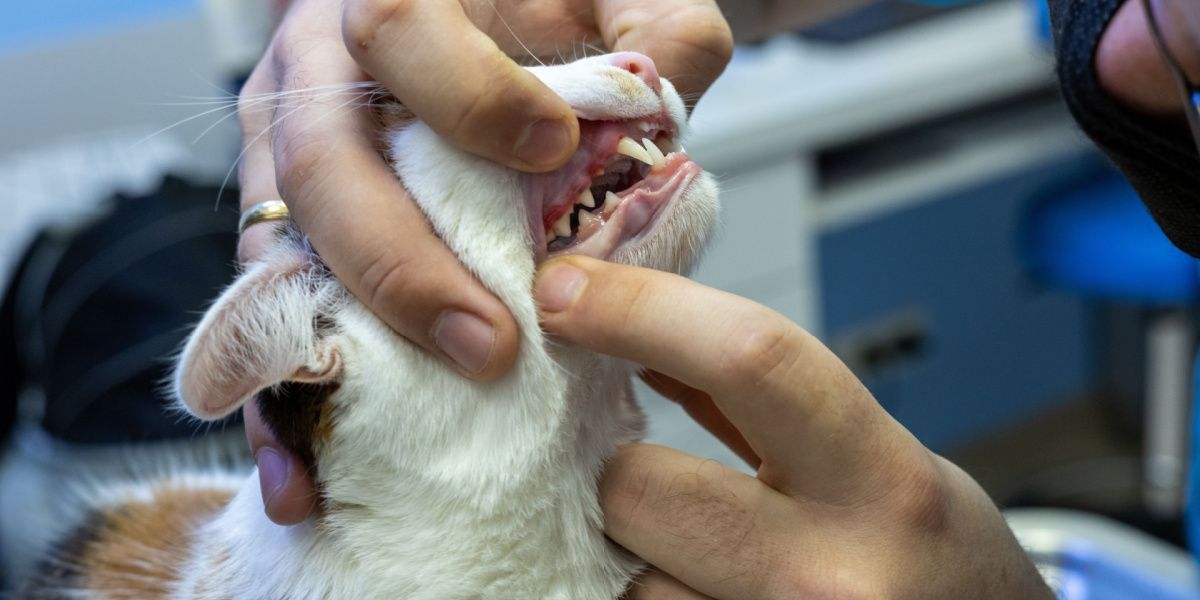 Image of a veterinarian conducting an oral cavity examination of a cat