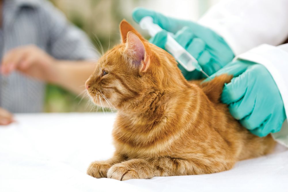 veterinario dando vacuna al gato