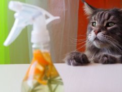 Large gray cat curiously inspecting a bottle of cleaner made from vinegar and orange peels, highlighting feline inquisitiveness.