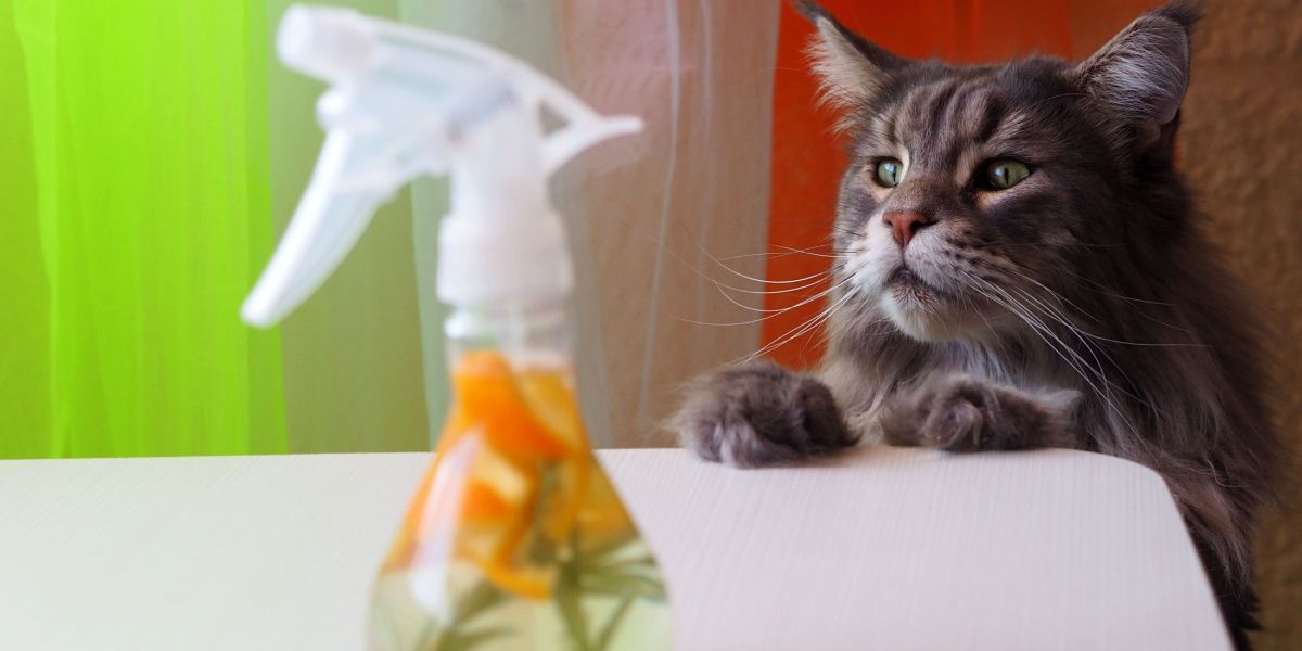 Large gray cat curiously inspecting a bottle of cleaner made from vinegar and orange peels, highlighting feline inquisitiveness.