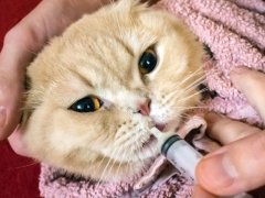 Man's hand administering medicine to a Scottish cat using a syringe, demonstrating responsible pet care."