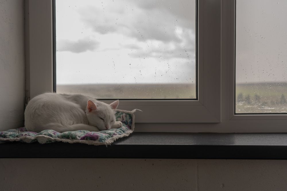 A small white cat sleeps peacefully