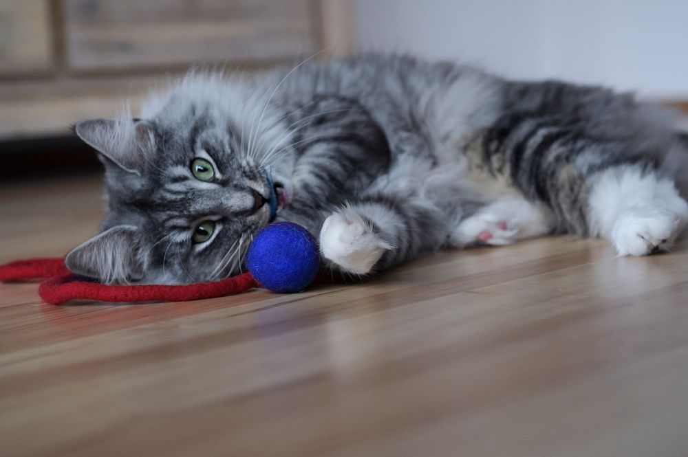 Best anime cat names: Adult playful Norwegian Forest Cat with a cat toy