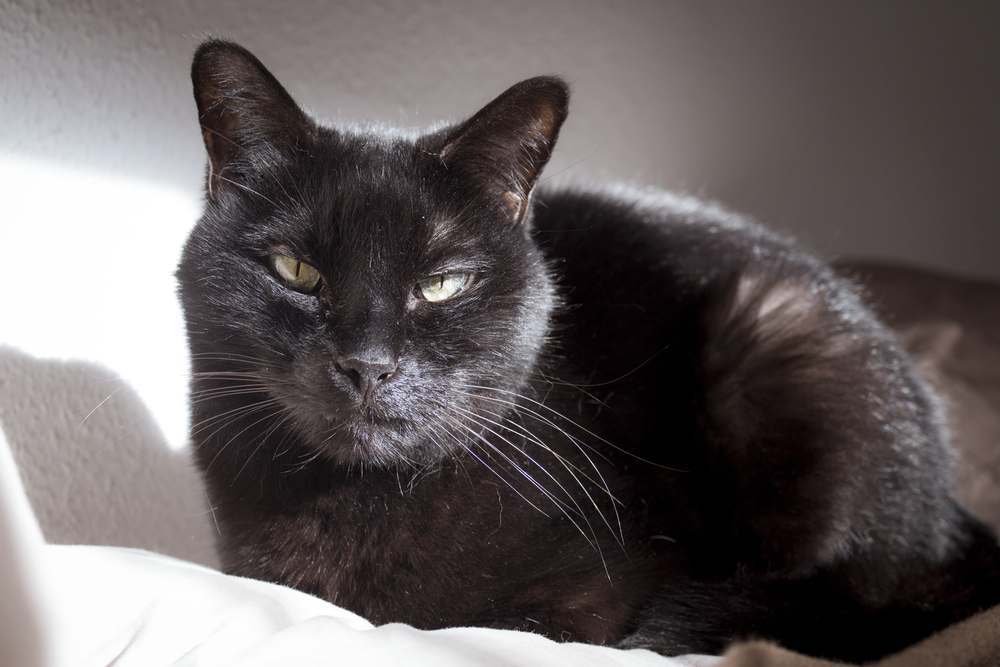 Lipoma in Cats: Black cat with a visible lump or tumor on its lip.