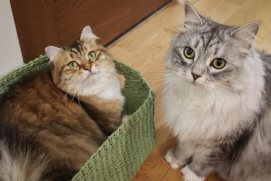 When Were Cats Domesticated? A Brief History