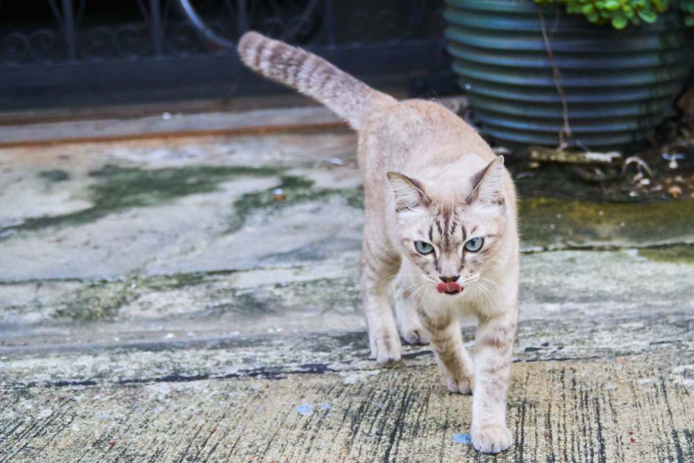 Can Cats Find Their Way Home? Brown cat walking gracefully on a cement road, showcasing its elegant and confident stride