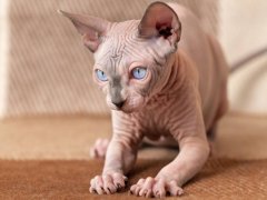 Canadian Hairless Sphinx male cat, displaying the unique appearance of this hairless breed.