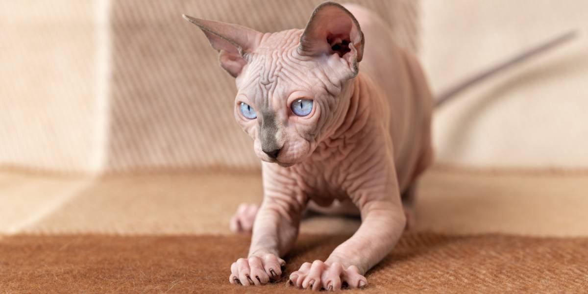 Warrior cat names: Canadian Hairless Sphinx male cat, displaying the unique appearance of this hairless breed.